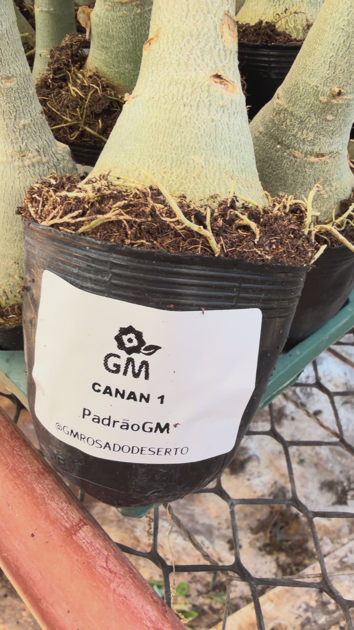 Rosa do Deserto - CANAN 1 ( PERFUMADA )