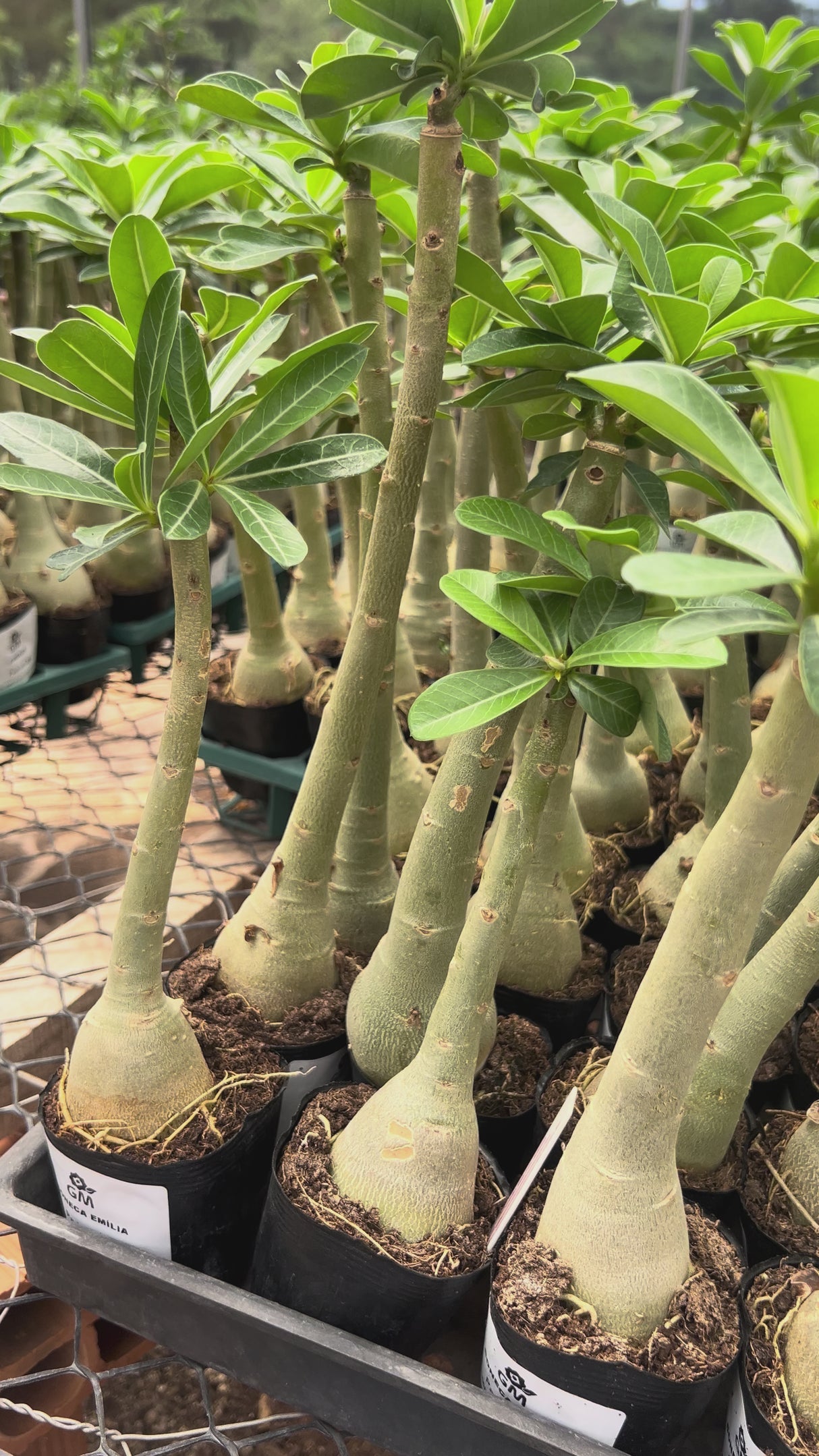 Rosa do Deserto - BONECA EMILIA