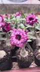 Rosa do Deserto - GM STAR APPLE