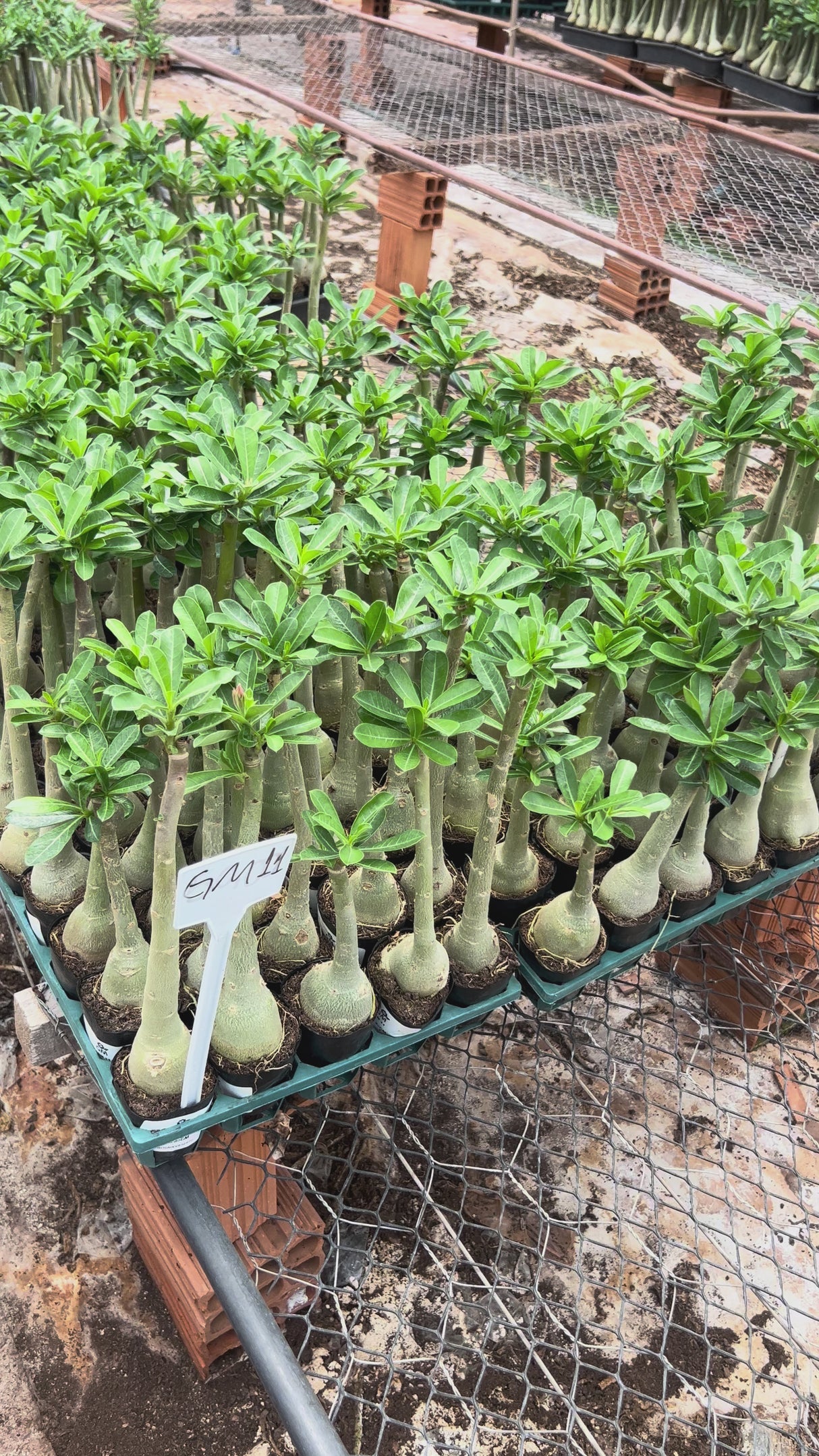 Rosa do Deserto - GM 11 (FLOR GRANDE E TRIPLA )