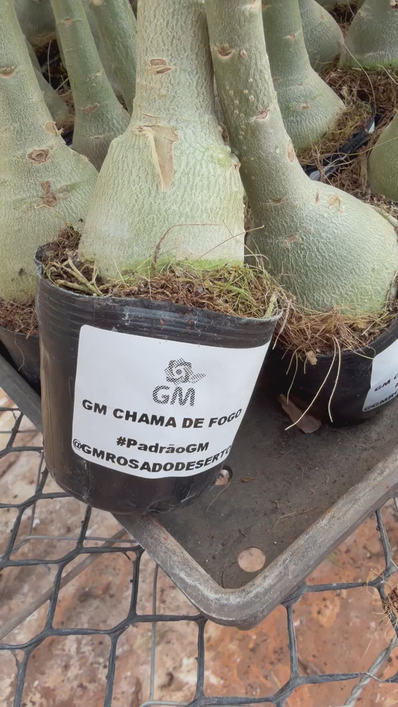 Rosa do deserto - GM CHAMA DE FOGO