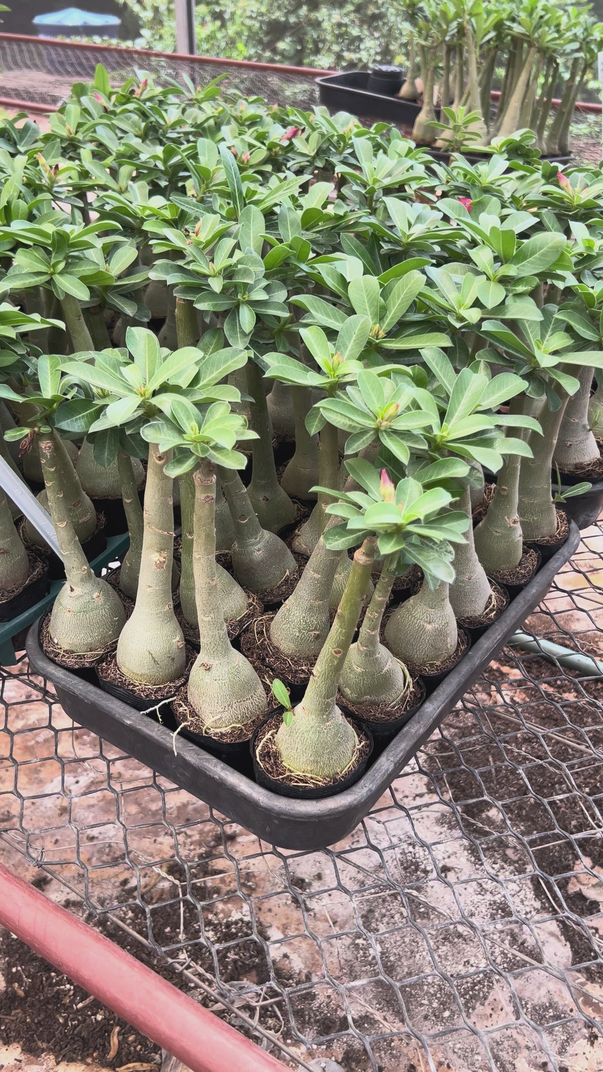 Rosa do Deserto - VAMPIRA