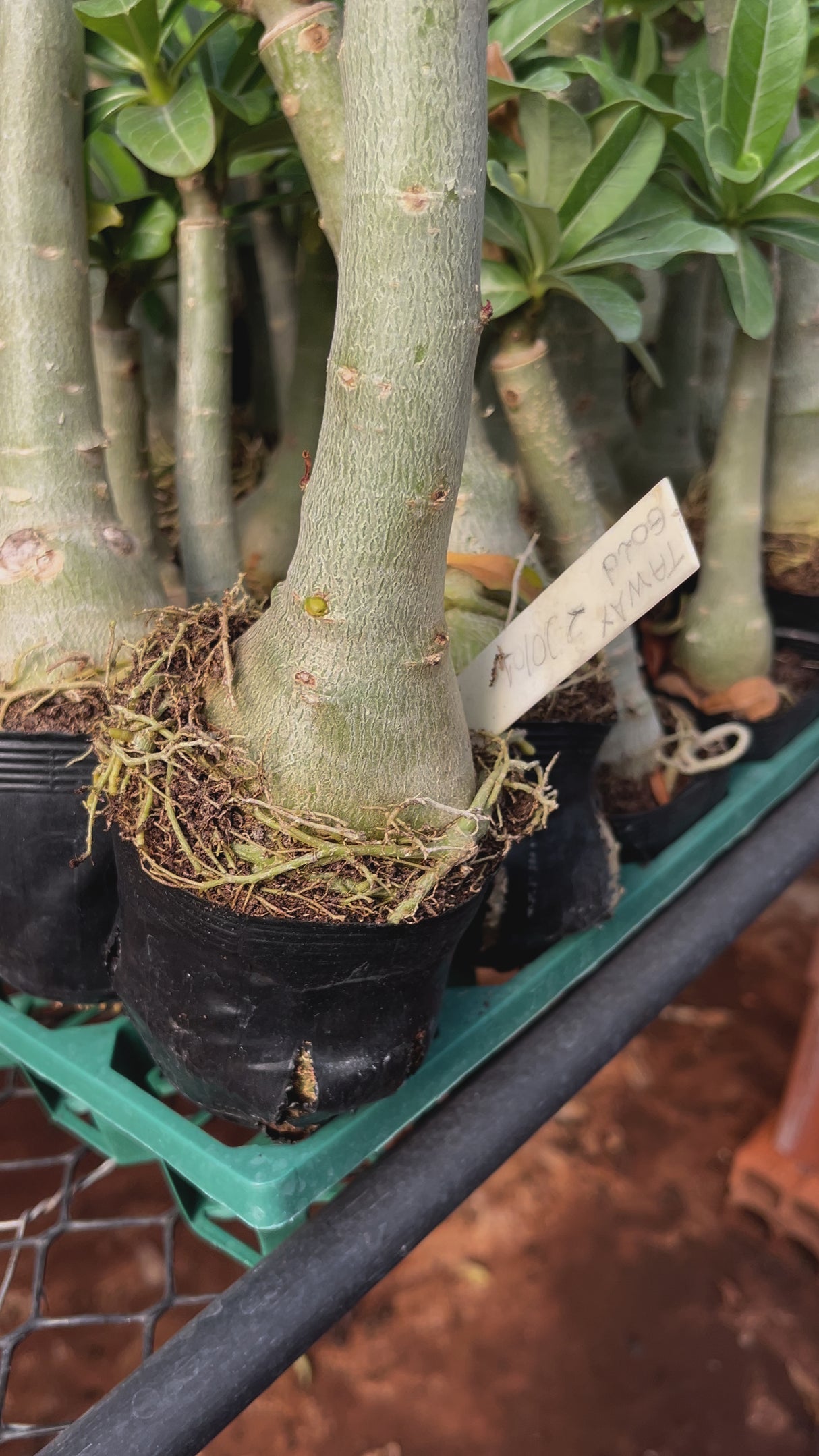 Rosa do Deserto - TAIWAN GOLD