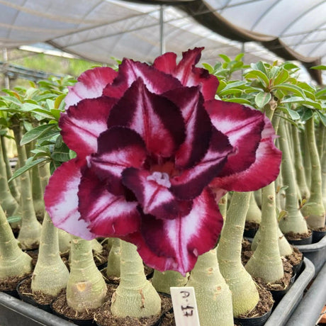 Rosa do Deserto - A 17 - Gm Rosa Do Deserto - ESPECIALISTA EM CRUZAMENTO GENÉTICO E NOVAS CORES