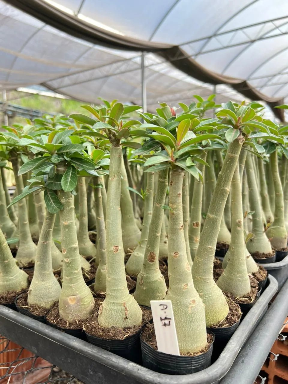 Rosa do Deserto - A 17 - Gm Rosa Do Deserto ESPECIALISTA EM CRUZAMENTO GENÉTICO E NOVAS CORES