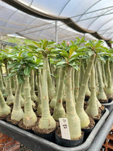 Rosa do Deserto - A 17 - Gm Rosa Do Deserto ESPECIALISTA EM CRUZAMENTO GENÉTICO E NOVAS CORES