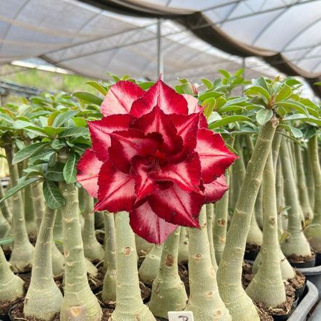 Rosa do Deserto - A17 - Gm Rosa Do Deserto