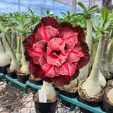 Rosa do Deserto - ADONAI - Gm Rosa Do Deserto