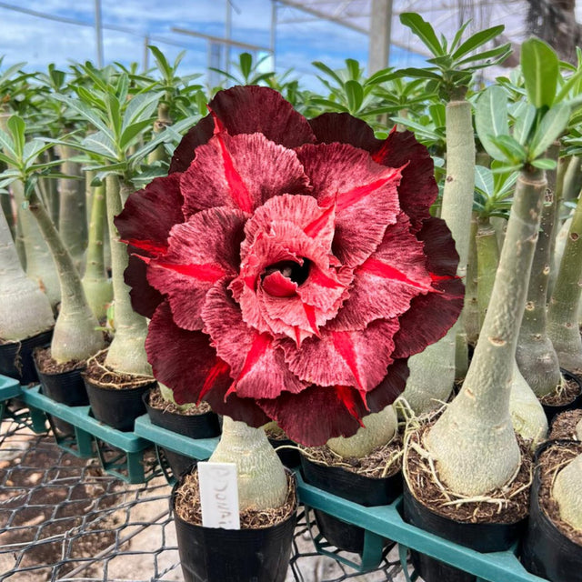 Rosa do Deserto - ADONAI - Gm Rosa Do Deserto