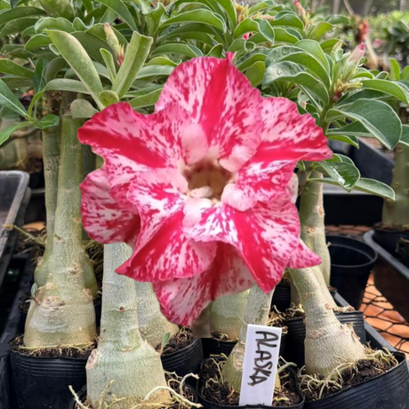 Rosa do Deserto - ALASKA - Gm Rosa Do Deserto