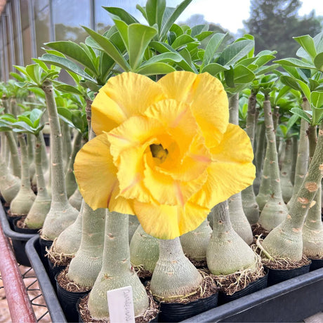 Rosa do Deserto - AMARELINDA - Gm Rosa Do Deserto