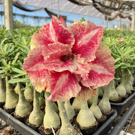 Rosa do Deserto - ARACÊ - Gm Rosa Do Deserto