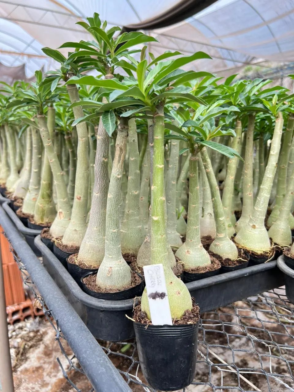 Rosa do Deserto - BLACK CHERRY - Gm Rosa Do Deserto