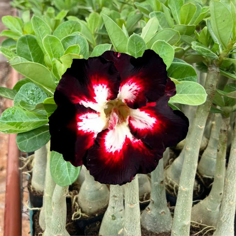 Rosa do Deserto - BLACK LOVER - Gm Rosa Do Deserto