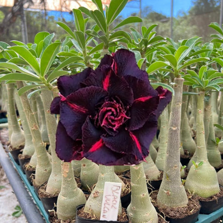 Rosa do Deserto - BLACK VULCAN - Gm Rosa Do Deserto