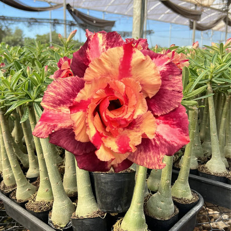 Rosa do Deserto - BLEND - Gm Rosa Do Deserto