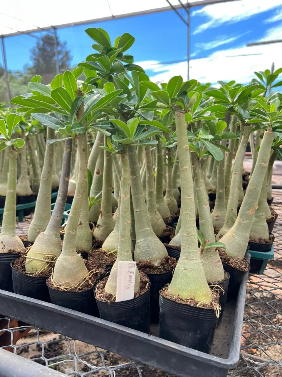 Rosa do Deserto - BONECA EMILIA - Gm Rosa Do Deserto