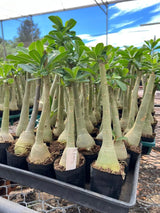 Rosa do Deserto - BONECA EMILIA - Gm Rosa Do Deserto