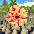 Rosa do deserto (Adenium) com flor grande e dobrada em tom amarelo-dourado, marcada por veios e faixas vermelhas intensas em formato radial. Planta enxertada com caudex grosso e saudável, disposta em bandeja com outros exemplares em viveiro sob luz natural.