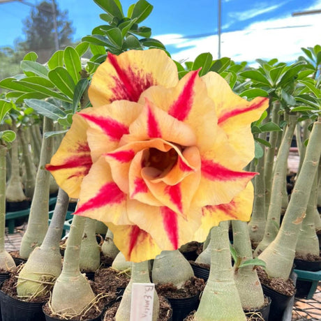Rosa do deserto (Adenium) com flor grande e dobrada em tom amarelo-dourado, marcada por veios e faixas vermelhas intensas em formato radial. Planta enxertada com caudex grosso e saudável, disposta em bandeja com outros exemplares em viveiro sob luz natural.