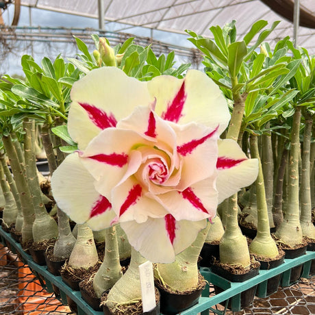 Rosa do Deserto - BRD 102 - Gm Rosa Do Deserto