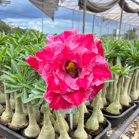 Rosa do Deserto - BRD 111 - Gm Rosa Do Deserto