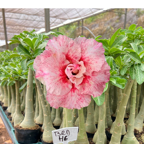 Rosa do Deserto - BRD - 46 ( PERFUMADA/TRIPLA ) - Gm Rosa Do Deserto