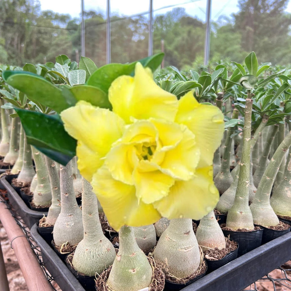 Rosa do Deserto - BRD 91 - Gm Rosa Do Deserto