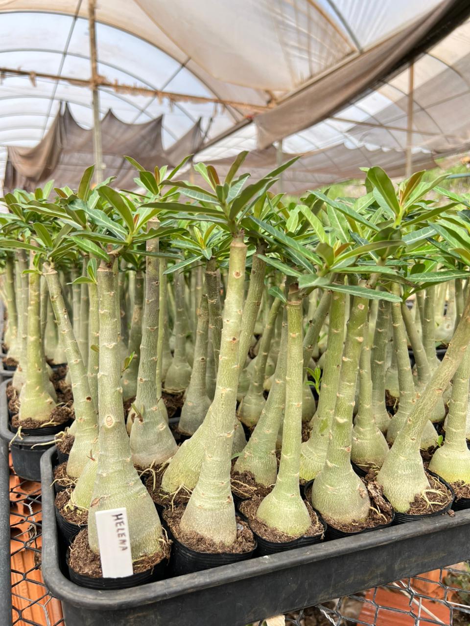 Rosa do Deserto - BRD HELENA - Gm Rosa Do Deserto