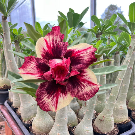 Rosa do Deserto - BRD HELENA - Gm Rosa Do Deserto