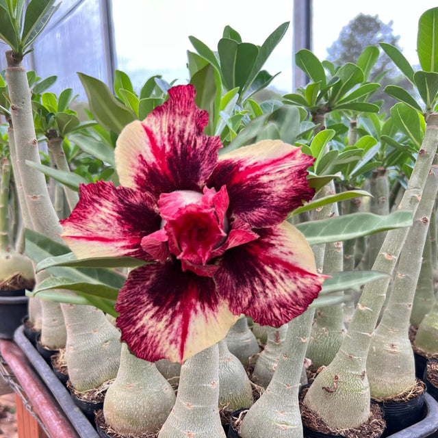 Rosa do Deserto - BRD HELENA - Gm Rosa Do Deserto