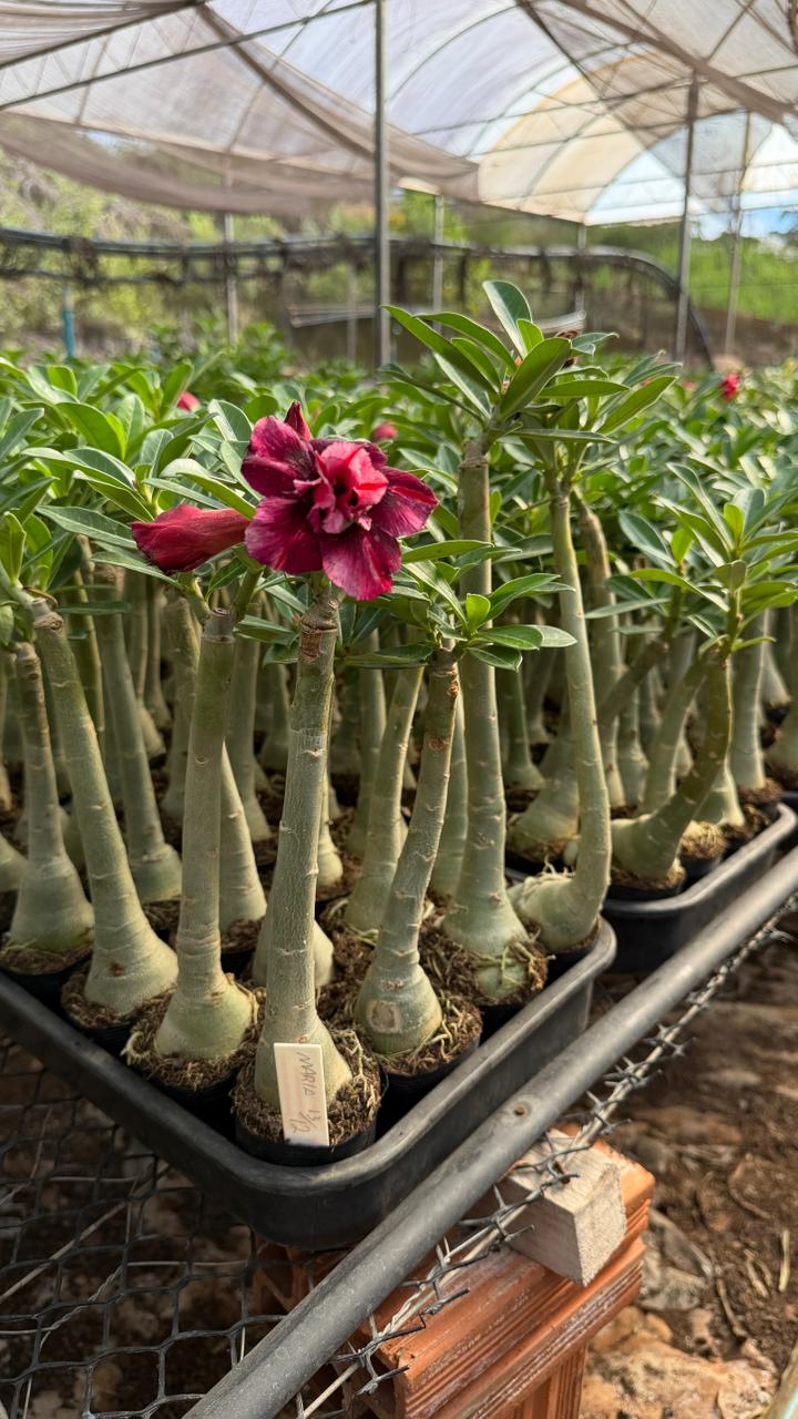 Rosa do Deserto - BRD MARIA - Gm Rosa Do Deserto