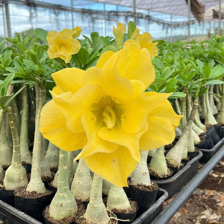 Rosa do Deserto - BRD MIRASSOL - Gm Rosa Do Deserto