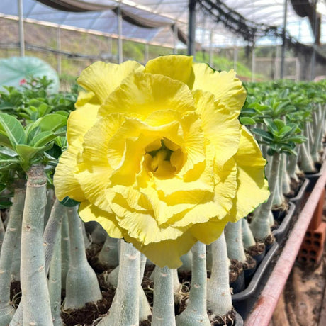 Rosa do Deserto - BRIDAL BOUQUET - Gm Rosa Do Deserto