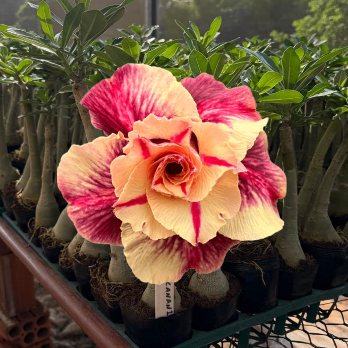 Rosa do Deserto - CANAN 1 ( PERFUMADA ) - Gm Rosa Do Deserto