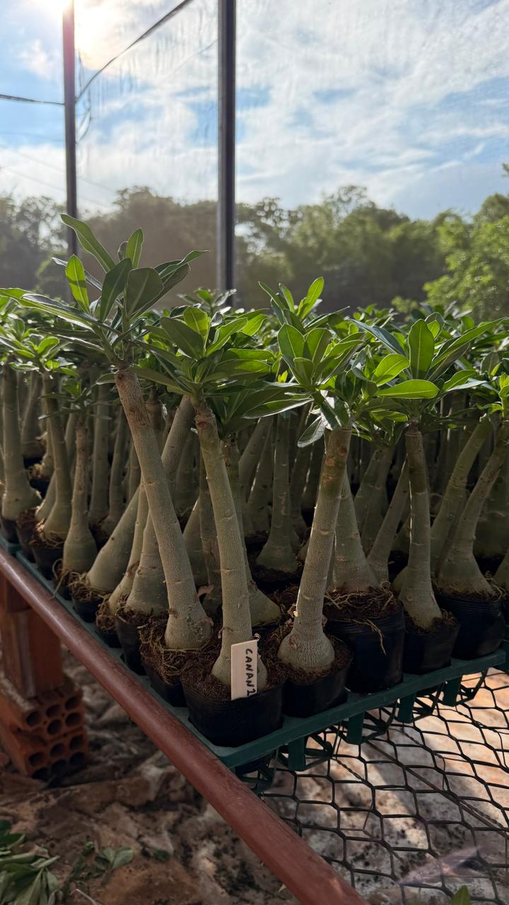 Rosa do Deserto - CANAN 1 ( PERFUMADA ) - Gm Rosa Do Deserto