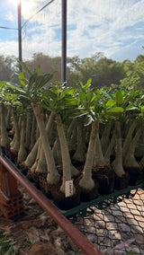 Rosa do Deserto - CANAN 1 ( PERFUMADA ) - Gm Rosa Do Deserto