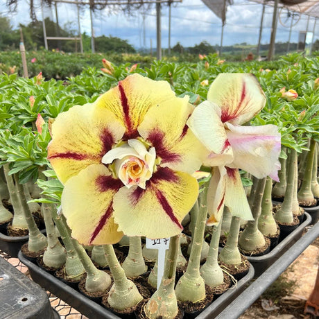 Rosa do Deserto - CANAN 117 - Gm Rosa Do Deserto