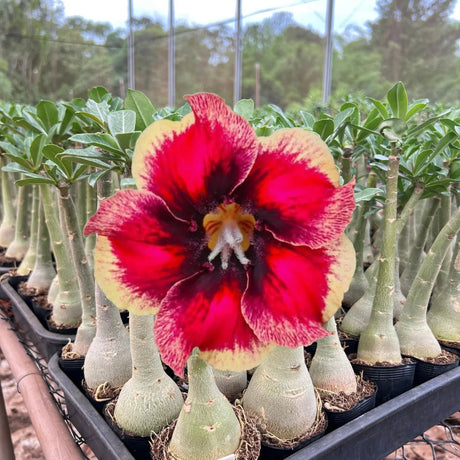 Rosa do Deserto - CAPIXABA ( BUQUE PERFUMADO ) - Gm Rosa Do Deserto