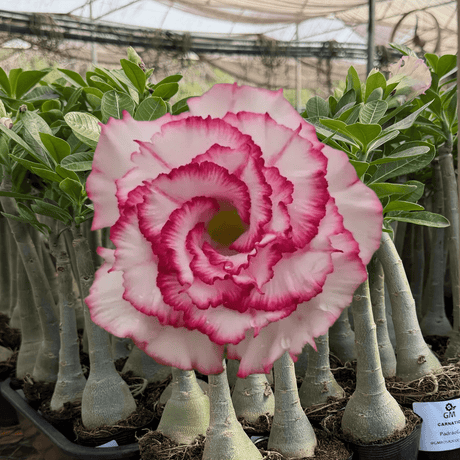 Rosa do Deserto - CARNATION - Gm Rosa Do Deserto