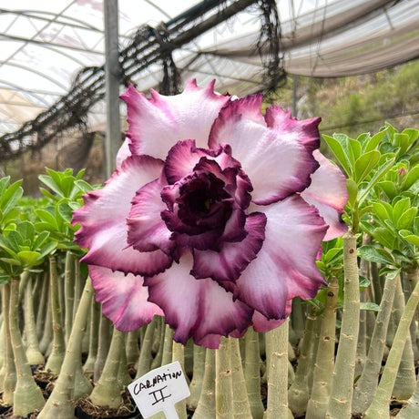 Rosa do Deserto - CARNATION II - Gm Rosa Do Deserto