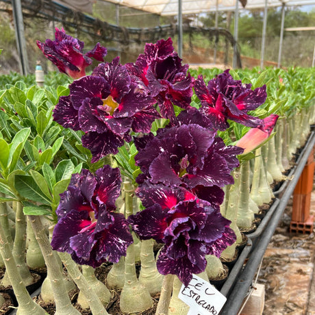 Rosa do Deserto - CEU ESTRELADO - Gm Rosa Do Deserto