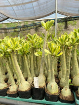 Rosa do Deserto - CEU ESTRELADO VARIEGATA - Gm Rosa Do Deserto