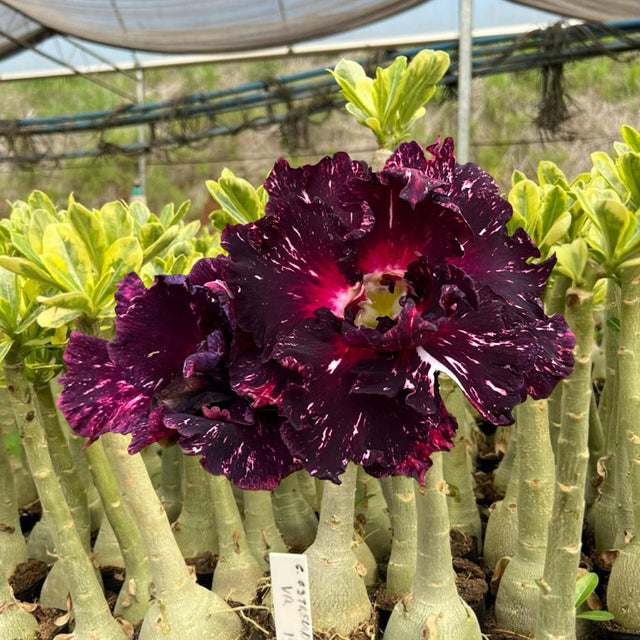 Rosa do Deserto - CEU ESTRELADO VARIEGATA - Gm Rosa Do Deserto