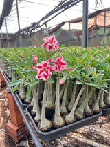 Rosa do Deserto - CHANNEL - Gm Rosa Do Deserto