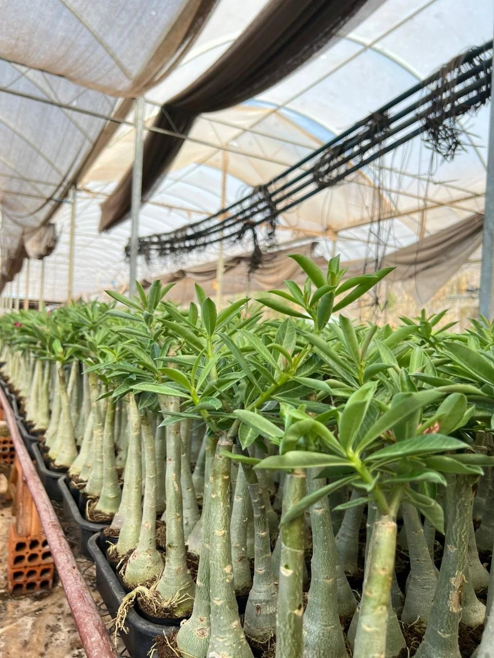 Rosa do Deserto - CRISTA BRD - Gm Rosa Do Deserto