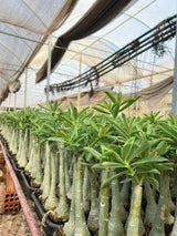 Rosa do Deserto - CRISTA BRD - Gm Rosa Do Deserto