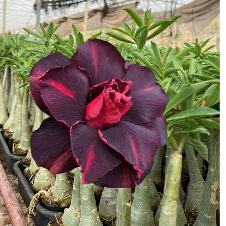 Rosa do Deserto - CRISTA BRD - Gm Rosa Do Deserto