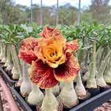 Rosa do Deserto - CURCUMA ( PERFUMADA ) - Gm Rosa Do Deserto