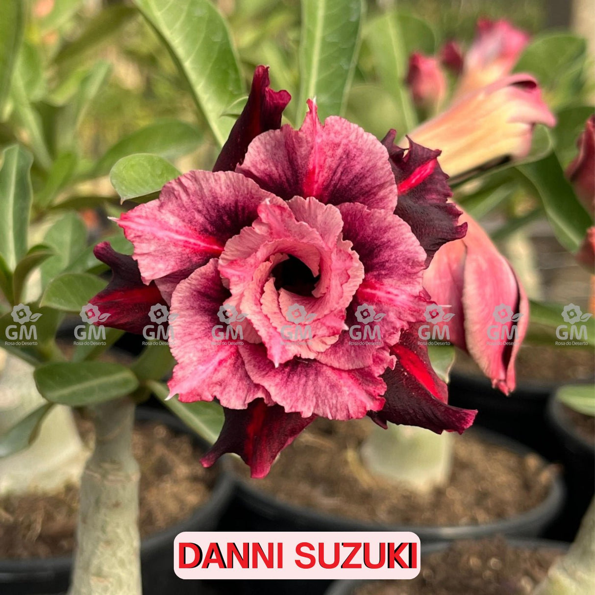 Rosa do Deserto - DANNI SUZUKI - Gm Rosa Do Deserto